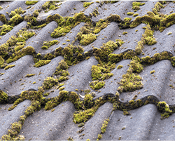 苔やカビの発生